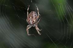 Araneus diadematus